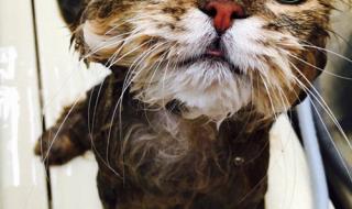 长毛猫多久洗一次澡最好 猫多久洗一次澡